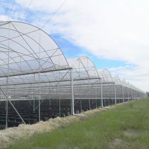 Multi-span Plastic UV Resistant Film Tunnel Agricultural Blueberry Greenhouse