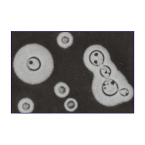 India Ink Cryptococcus Neoformans Stain Kit 1vialx10ml ISO Certified