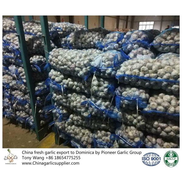Buy Garlic to Dominica with mesh bag package. at wholesale prices