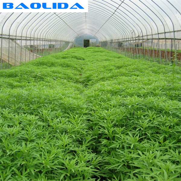 Modern Tunnel Plastic Greenhouse For Tropical Climate Plastic Covering