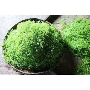 Gypenoside≥ 20%, 80%,95%,98% Gynostemma Pentaphyllum Extract --gynostemma