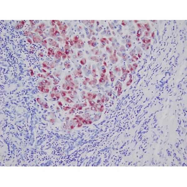 Copper Stain Kit Rhodanine Method Histology Stains 2x20ml For Scientific Research