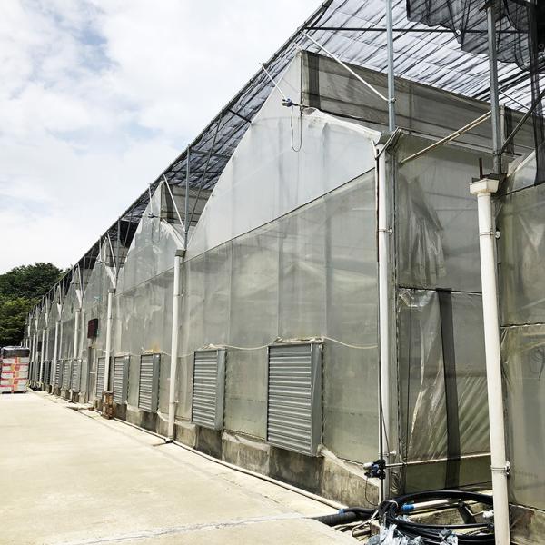 Steel Tructure Sawtooth Poly Film Low Tunnel Agricultural Multi-span Greenhouse for Sustainable Vegetable Production