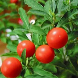 brown powder ashwagandha root extract, ashwagandha powder-Withania Somnifera L.