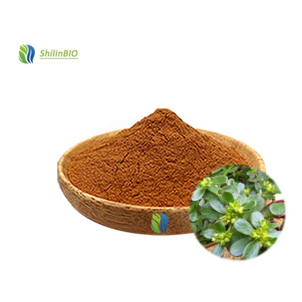 Buy Bacopa Monnieri Extract Powder Bacopasides at wholesale prices