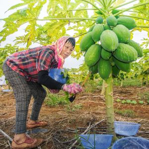 300USP-6000USP Papain Papaya Enzyme FSSC22000 MUI Kosher System Certification