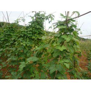 100% pure pueraria mirifica liquid extract --Pueraria Lobata (Wild.) ohwi