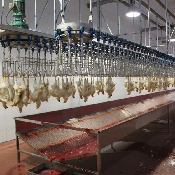500BPH - 1000BPH Automatic Slaughtering Machine Poultry Chicken Butchering