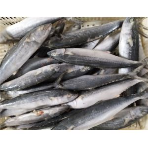 1kg Up Whole Round IQF Frozen Spanish Mackerel