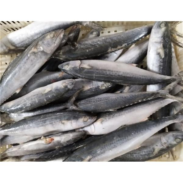 Buy 1kg Up Whole Round IQF Frozen Spanish Mackerel at wholesale prices