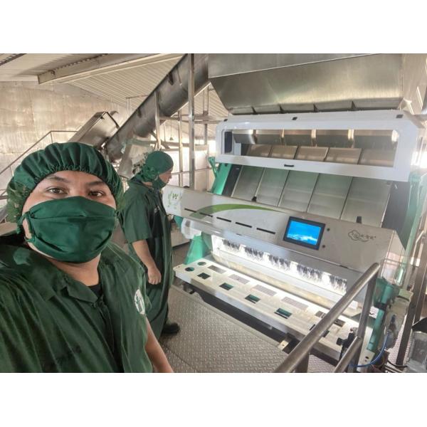 Poland Rye Beans Color Sorter Machine For White Beans Sorting And Cleaning