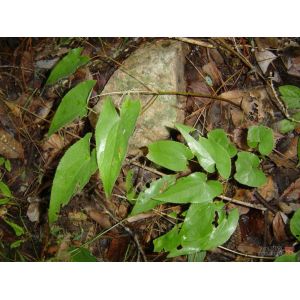 Powder Form Herb Epimedium 20% icariin extract--Herb Epimedium