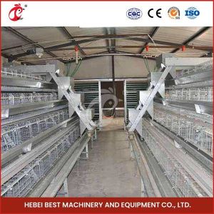 Customization 120 Birds Automatic Poultry Brooding Cage System For Pullet Chicks