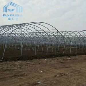China galvanized steel pipe Single-Span Film Commercial Tunnel Plastic Greenhouse for agriculture plants growing on sale