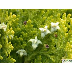 Factory Supply Boswellia Extract25% Powder frankincense extract powder