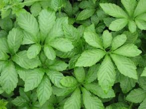 Cinnamon Bark Extract, Polyphenol 20% 40%, Gynostemma Pentaphylium P.E.