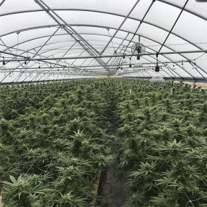 Plastic Film Tunnel Light Deprivation Greenhouse Herb Light Dep Plastic