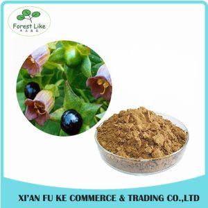 Atropa Belladonna Extract Powder Hyoscyamine 0.7% -1.5%