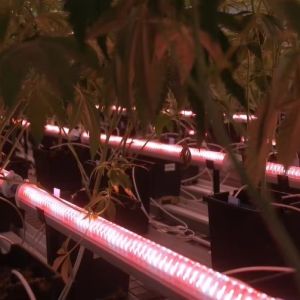 120W 150W Deep Red Grow Light Dual Channel Under Canopy LED Grow Light 4ft