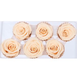Cell Replacement Dyeing 6pcs Diameter 5-6cm Preserved Rose Heads