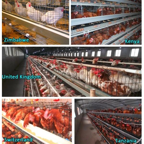Farm Battery 2.5mm Egg Chicken Cage A Type Breeding