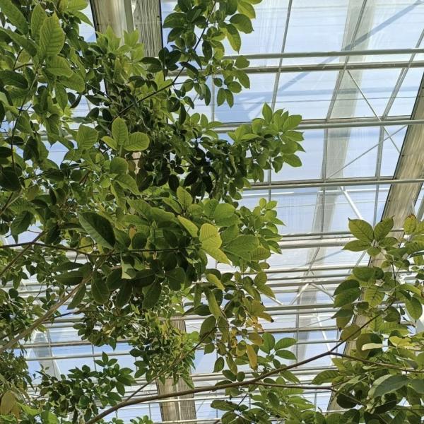 High Light Transmission Glass Hydroponic Greenhouse for Flower Growing