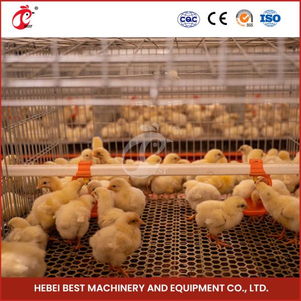 Buy High Durability Poultry Broiler Chicken Cage System 112 Birds  Iris at wholesale prices
