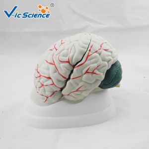 Advance Medical Human Brain Anatomy 3d Model For Teaching VIC-304A