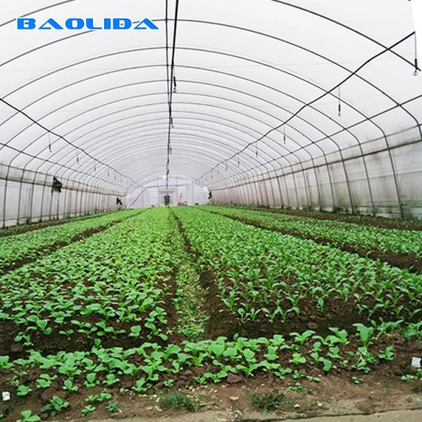Buy Vegetable Growth Plastic Film Greenhouse All Season Growing Agricultural at wholesale prices
