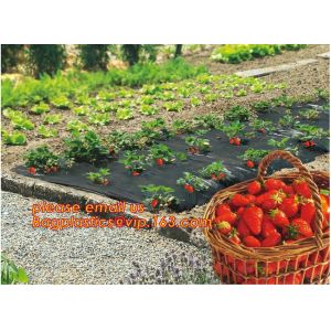 Transparent Low Tunnel Film Perforated For Culture Of Seedling Maturing