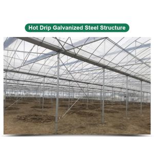 PE Strawberry Insulation Agricultural Greenhouses for Plants Growing and