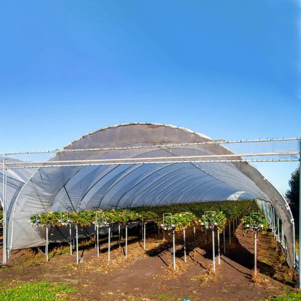 Buy High Yield Plastic Film Agricultural Greenhouse Grown Strawberries Rain Shelter at wholesale prices