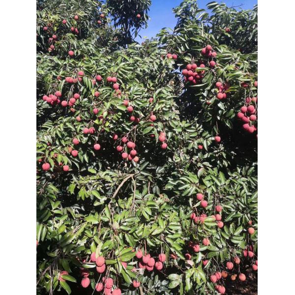 Crop Fresh Iqf Frozen Lychee Whole