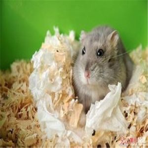 Wood Shaving Machine Making Shavings For Pet Bedding