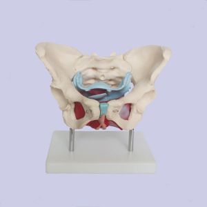 Pvc Education Tasteless Anatomical Pelvis Model