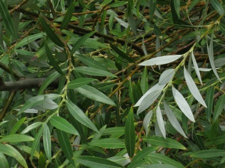 Buy White willow Bark Extract  Salicoside 25% 98% at wholesale prices