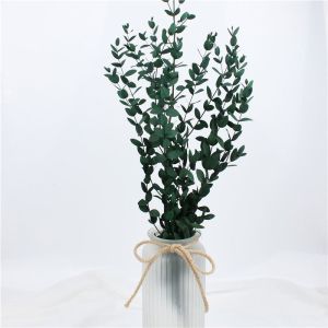 China Artificial Dried Eucalyptus Plant , Preserved Silver Dollar Eucalyptus on sale