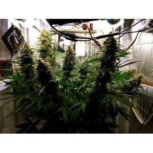 Separate Hanger 120W AC85V UV LED Grow Lights