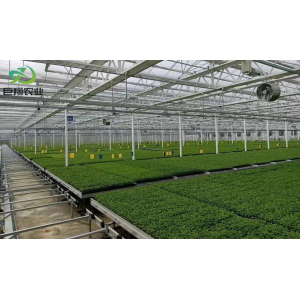 Customizable Size and Juxiang prime s Anti-Drip Fogging Structure for Seedlings