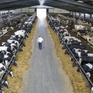 Durable Steel Structure Cow Shed Fire Resistant Long Lasting Metal Livestock