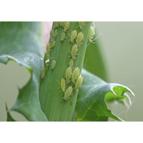 Chemical Pesticide Thiamethoxam Killing Aphids insecticide effective to rice planthopper Cotent 30% Thiamethoxam Liquid