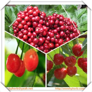 Hot selling in 2016 Acerola Cherry Extract 5:1