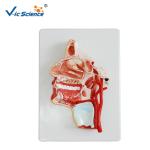 Artificial Human Anatomical Model Vertical Teaching Head Model VIC-324