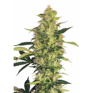 2035umol/S UV LED Grow Lights