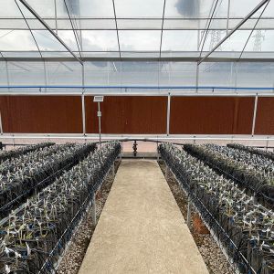 China Serre Invernadero Tomato Multi Span Greenhouse Agricultural with Intelligent Film on sale