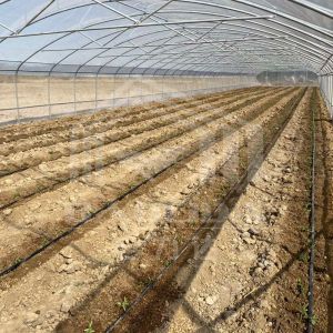 Economical Tunnel Greenhouse with Side Ventilation for Plant Growth