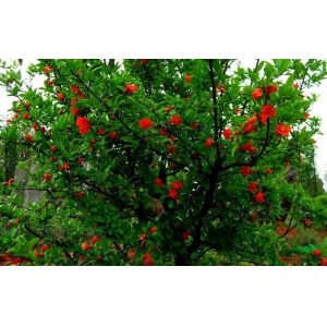 Best Quality Pomegranate Punica granatum Juice Extract powder with rich