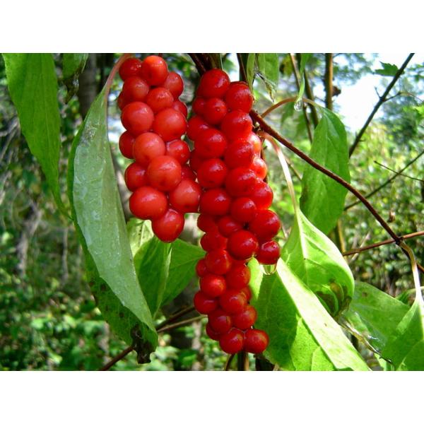 Schisandra P.E. Brown yellow fine powder, NATURAL liver protection, Anti-knub,