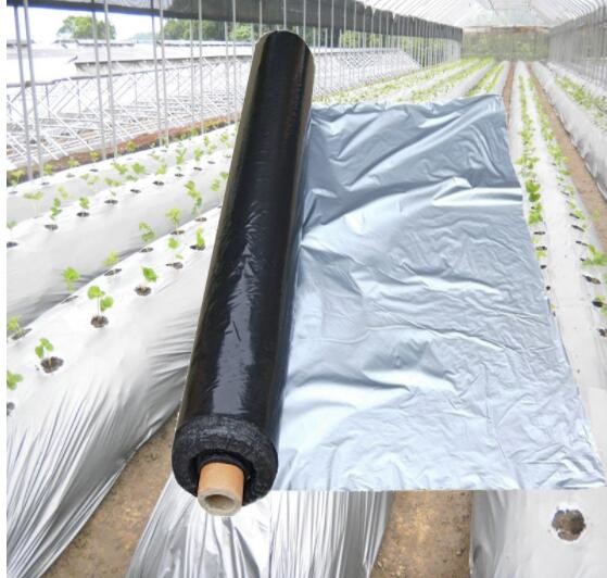 Buy Width 20-2300mm Apple Tree Flective Agriculture Metalized CPP Film at wholesale prices