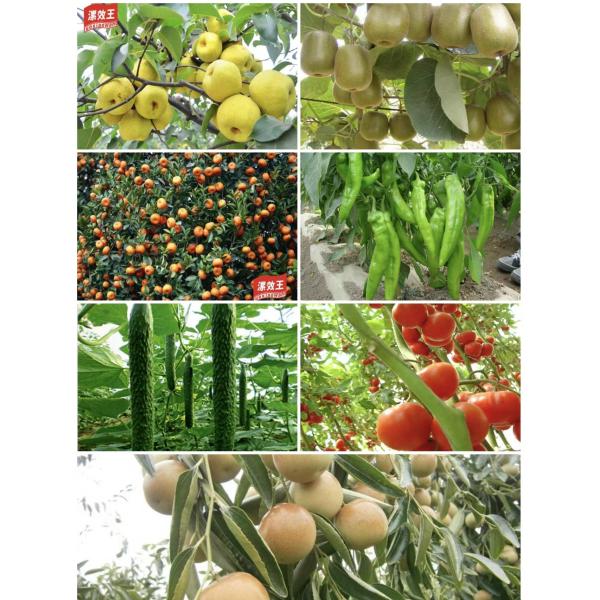 Humic Acid Chemical Seaweed Extract Fertilizer Enriches Crop Yield